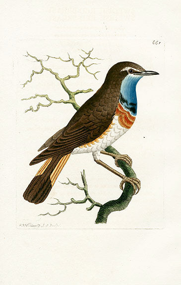 Shaw & Nodder Bird Print 1795 Swedish Red-Breast