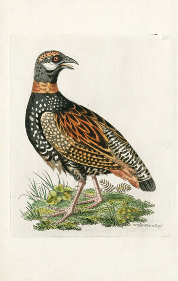 Shaw & Nodder Bird Print 1795 The Francolin