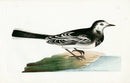 Shaw & Nodder Bird Print 1795 White Wagtail - Panteek Antique Prints