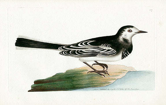 Shaw & Nodder Bird Print 1795 White Wagtail
