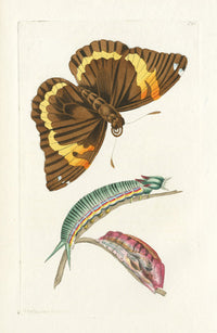 Shaw & Nodder Engravings 1795 Cassia Butterfly - Panteek Antique Prints