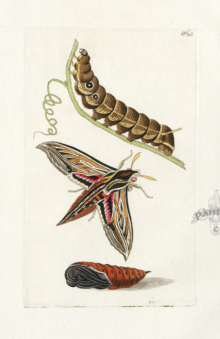 Shaw & Nodder Engravings 1795 Celerio Sphinx