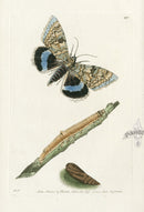 Shaw & Nodder Engravings 1795 Clifden Moth - Panteek Antique Prints