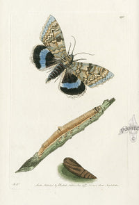 Shaw & Nodder Engravings 1795 Clifden Moth - Panteek Antique Prints