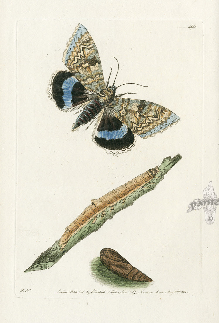 Shaw & Nodder Engravings 1795 Clifden Moth