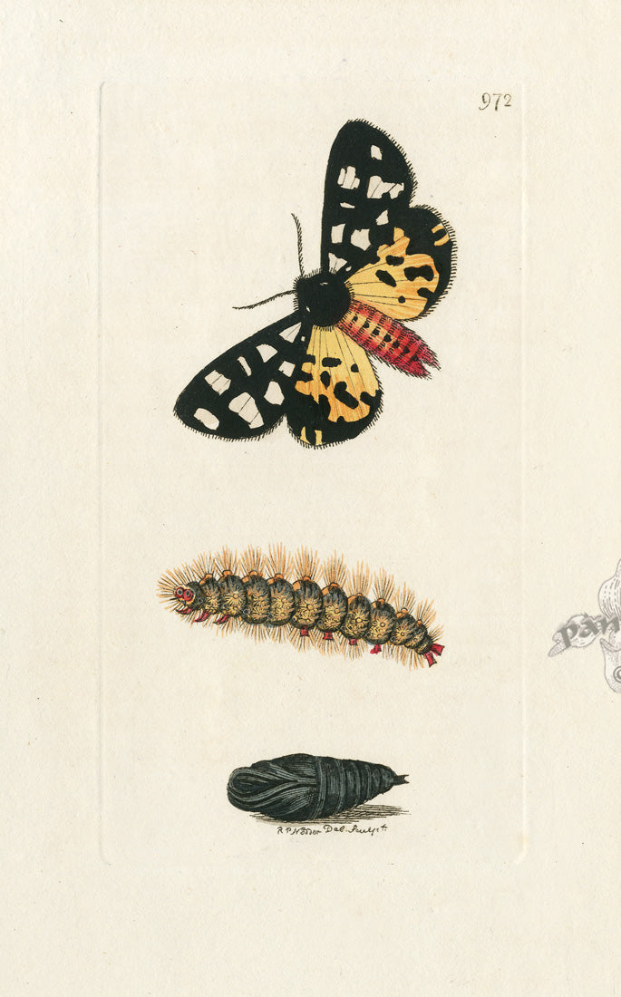 Shaw & Nodder Engravings 1795 Cream-Spotted Tiger Moth