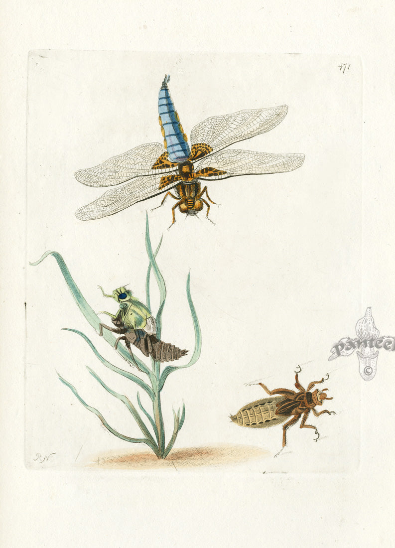 Shaw & Nodder Engravings 1795 Depressed Libellula Dragonfly