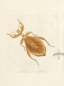 Shaw & Nodder Engravings 1795 Dry Leaf Mantis - Panteek Antique Prints