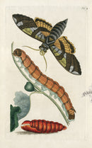 Shaw & Nodder Engravings 1795 Fig-Tree Sphinx - Panteek Antique Prints