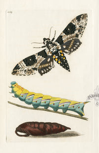 Shaw & Nodder Engravings 1795 Fringe-Tree Sphinx - Panteek Antique Prints