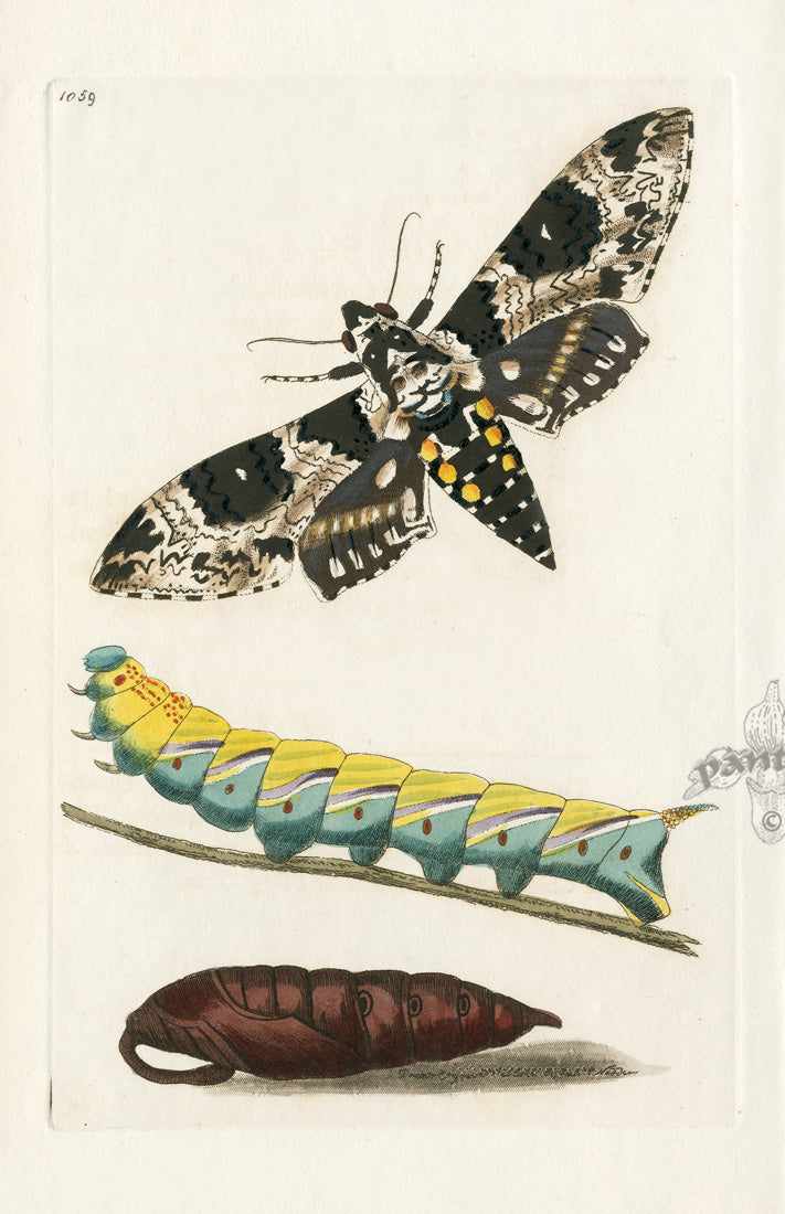 Shaw & Nodder Engravings 1795 Fringe-Tree Sphinx