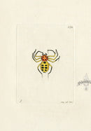Shaw & Nodder Engravings 1795 Golden Spider - Panteek Antique Prints