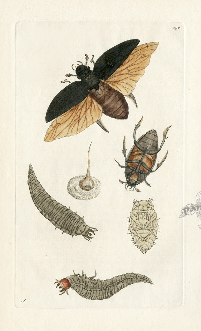 Shaw & Nodder Engravings 1795 Great Dytiscus Beetle