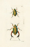 Shaw & Nodder Engravings 1795 Loxa Beetle - Panteek Antique Prints