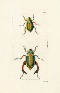 Shaw & Nodder Engravings 1795 Loxa Beetle - Panteek Antique Prints