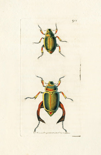 Shaw & Nodder Engravings 1795 Loxa Beetle