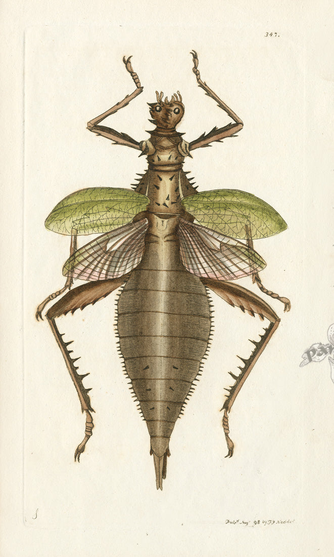 Shaw & Nodder Engravings 1795 Phasma Dilatatum Nymph