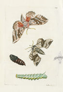 Shaw & Nodder Engravings 1795 Poplar Sphinx - Panteek Antique Prints