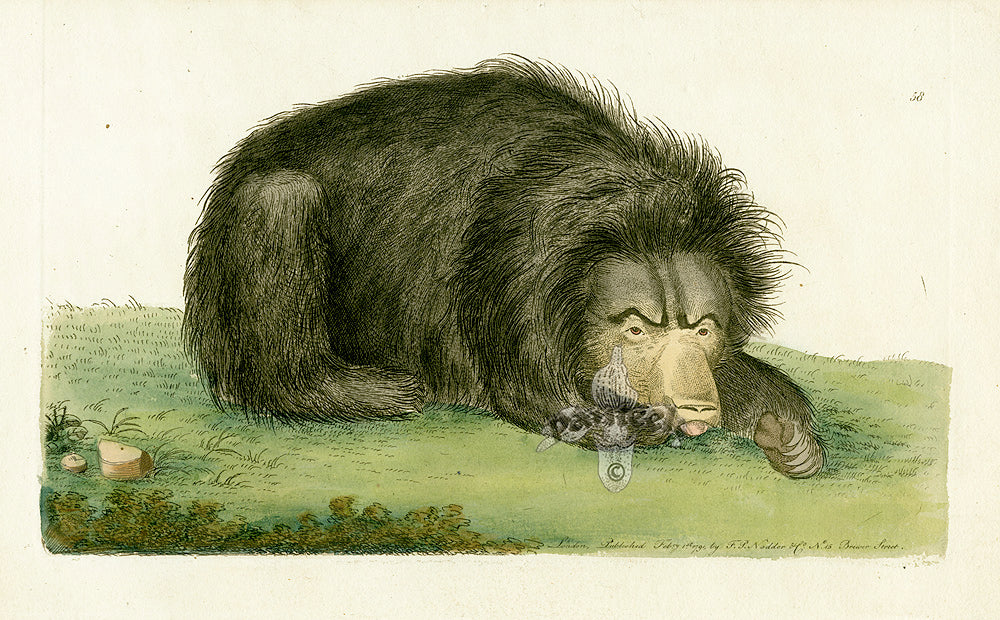 Shaw & Nodder Mammals Prints 1795 Bear
