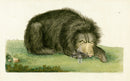 Shaw & Nodder Mammals Prints 1795 Bear - Panteek Antique Prints