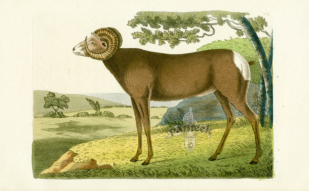 Shaw & Nodder Mammals Prints 1795 Canadian Sheep