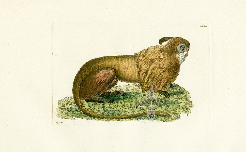 Shaw & Nodder Mammals Prints 1795 Leonine Monkey