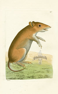 Shaw & Nodder Mammals Prints 1795 Porculine Opossum - Panteek Antique Prints