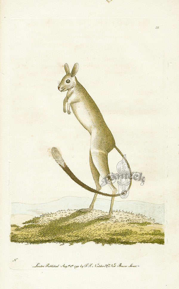 Shaw & Nodder Mammals Prints 1795 Sibirian Jerboa