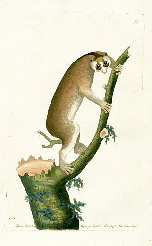 Shaw & Nodder Mammals Prints 1795 Slow-paced Lemur