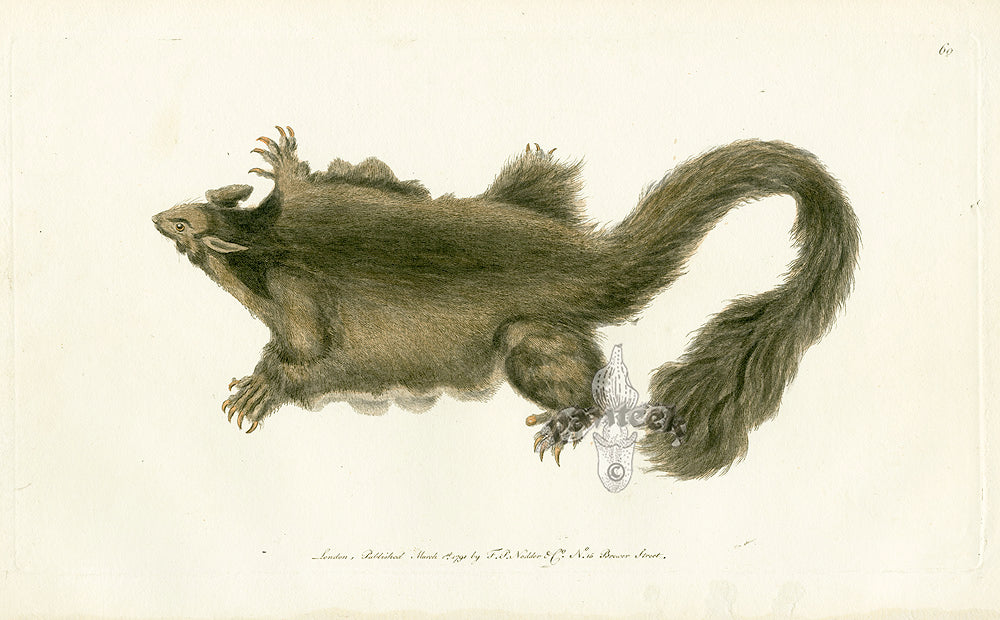 Shaw & Nodder Mammals Prints 1795 Southern Petaurus