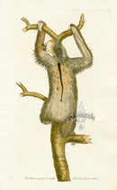 Shaw & Nodder Mammals Prints 1795 Three-toed Sloth - Panteek Antique Prints