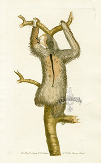 Shaw & Nodder Mammals Prints 1795 Three-toed Sloth - Panteek Antique Prints