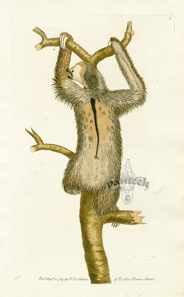 Shaw & Nodder Mammals Prints 1795 Three-toed Sloth