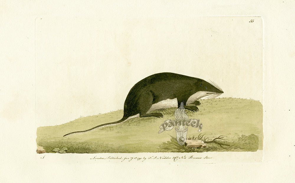 Shaw & Nodder Mammals Prints 1795 Water-Shrew