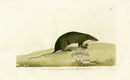 Shaw & Nodder Mammals Prints 1795 Water-Shrew - Panteek Antique Prints