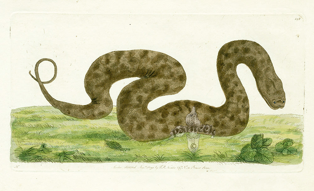 Shaw & Nodder Naturalists Miscellany Engraving Acrochordus