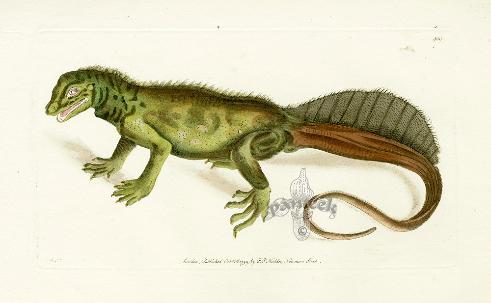 Shaw & Nodder Naturalists Miscellany Engraving Amboina Lizard