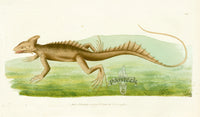Shaw & Nodder Naturalists Miscellany Engraving Basilisk - Panteek Antique Prints
