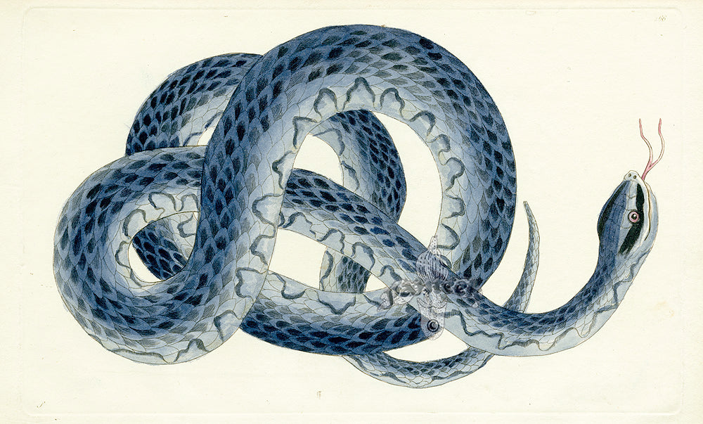 Shaw & Nodder Naturalists Miscellany Engraving Blue Viper