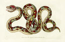 Shaw & Nodder Naturalists Miscellany Engraving Boa Constrictor - Panteek Antique Prints