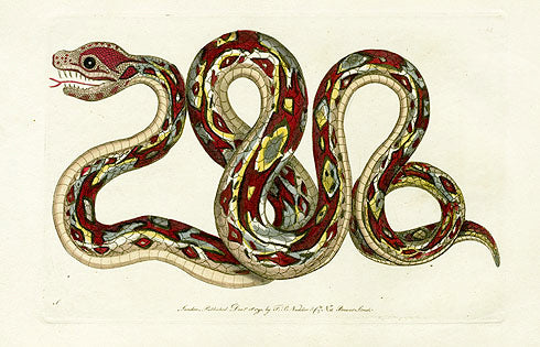 Shaw & Nodder Naturalists Miscellany Engraving Boa Constrictor