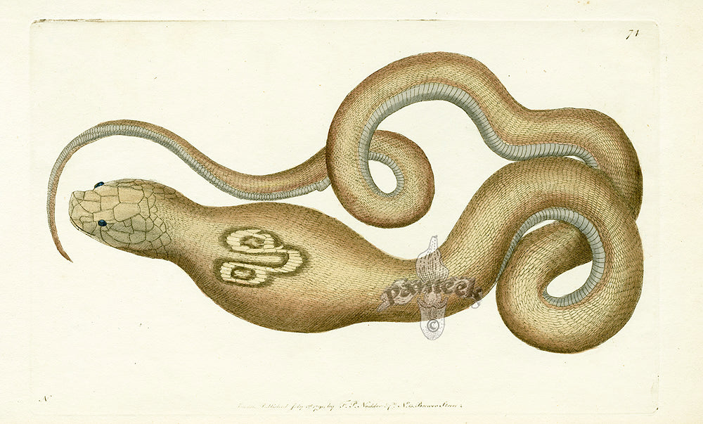 Shaw & Nodder Naturalists Miscellany Engraving Cobra de Capello