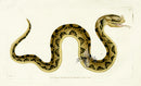 Shaw & Nodder Naturalists Miscellany Engraving Horn-nosed Snake - Panteek Antique Prints