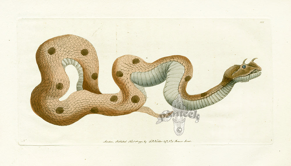 Shaw & Nodder Naturalists Miscellany Engraving Horned Viper