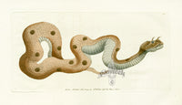 Shaw & Nodder Naturalists Miscellany Engraving Horned Viper - Panteek Antique Prints