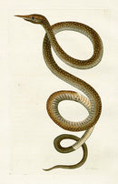 Shaw & Nodder Naturalists Miscellany Engraving Langaya - Panteek Antique Prints