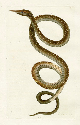 Shaw & Nodder Naturalists Miscellany Engraving Langaya