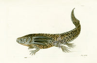 Shaw & Nodder Naturalists Miscellany Engraving Mexican Tadpole - Panteek Antique Prints