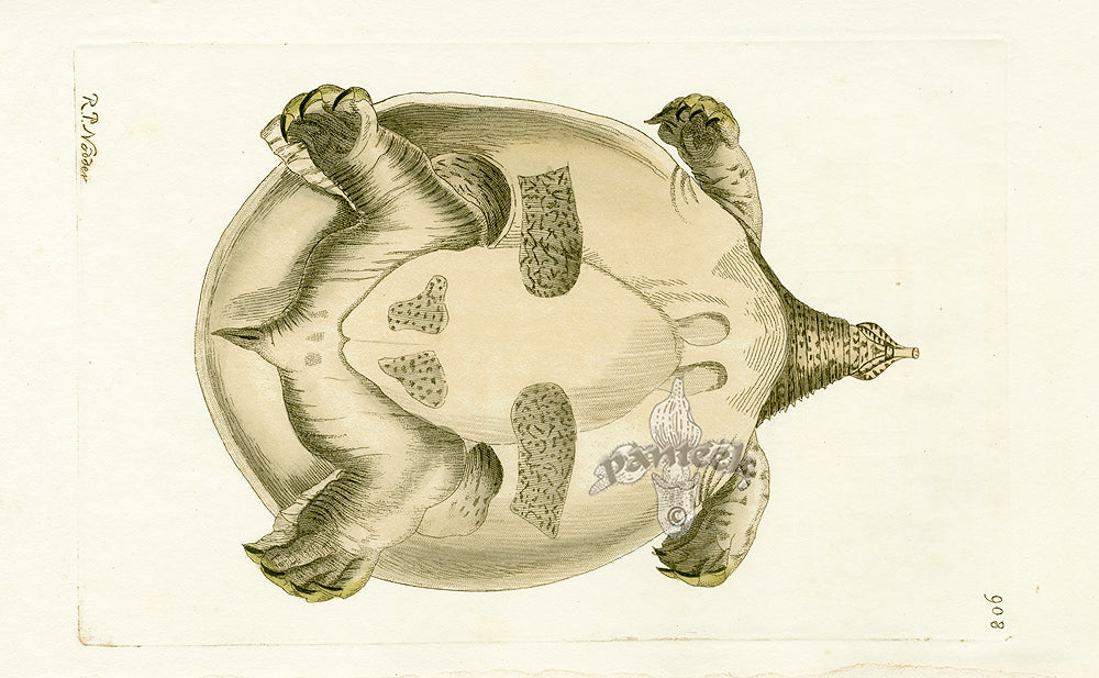 Shaw & Nodder Naturalists Miscellany Engraving Nilotic Tortoise