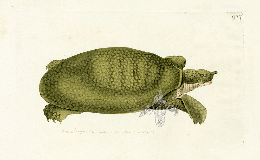 Shaw & Nodder Naturalists Miscellany Engraving Nilotic Tortoise